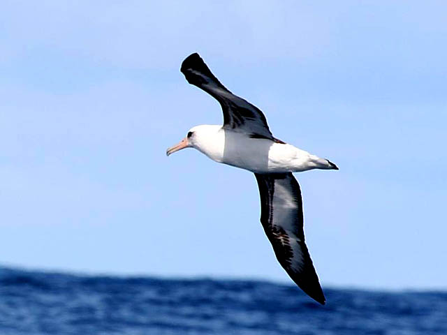 Laysan Albatross: Facts, Characteristics, Habitat and More