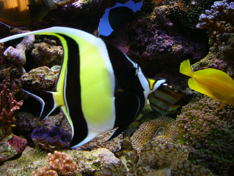 Moorish Idol: Facts, Characteristics, Habitat and More