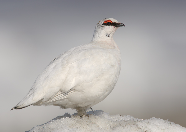 Rock Ptarmigan: Facts, Characteristics, Habitat and More