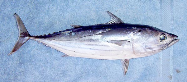 Skipjack Tuna: Facts, Characteristics, Habitat and More