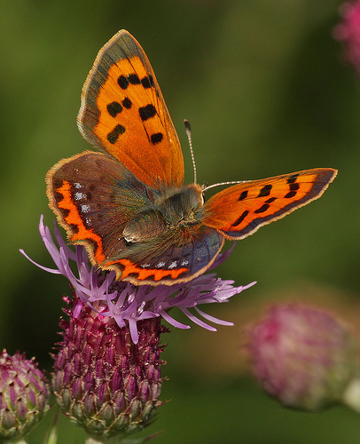 Small Copper Butterfly: Facts, Characteristics, Habitat and More