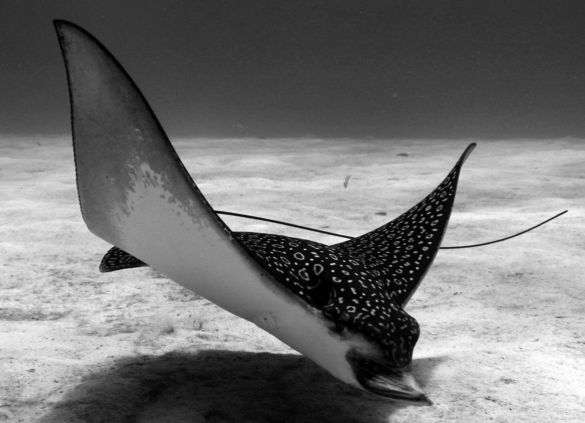 Spotted Eagle Ray: Facts, Characteristics, Habitat and More