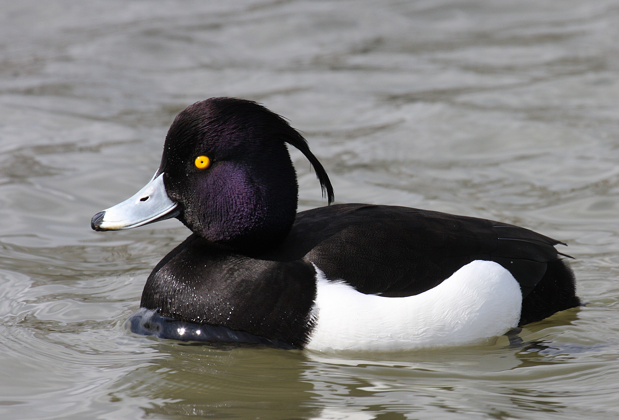 Tufted Duck (Aythya Fuligula): Facts, Characteristics, Habitat and More