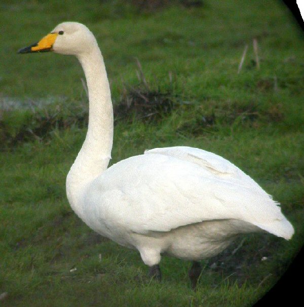 Whooper Swan: Facts, Characteristics, Habitat and More