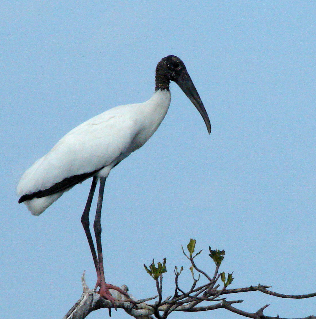 Wood Stork: Facts, Characteristics, Habitat and More