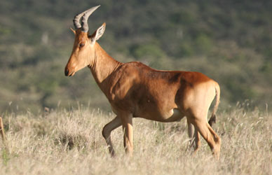 Hartebeest: Facts, Characteristics, Habitat and More