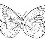 Photos of Butterfly Coloring Page