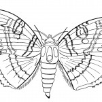 Butterfly Coloring Page for Kids Image