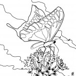 Images of Butterfly Coloring Page for Kids