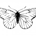 Photo of Butterfly Coloring Page for Kids