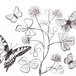 Photos of Butterfly Coloring Page for Kids