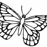 Image of Butterfly Coloring Pages