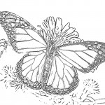 Images of Butterfly Coloring Pages