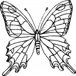 Picture of Butterfly Coloring Pages