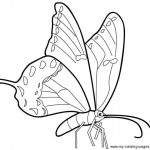 Image of Butterfly Coloring Pages Printable