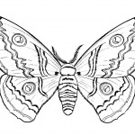 Butterfly Coloring Pages for Kids Picture