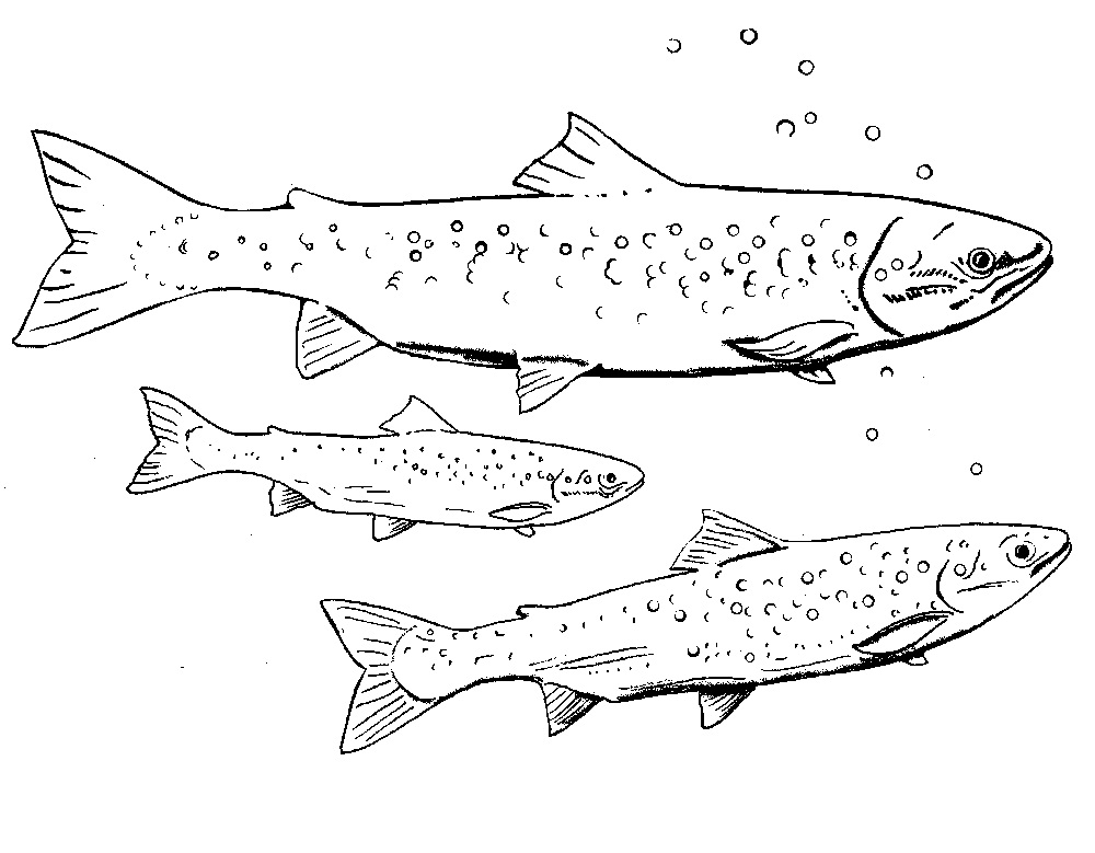 Coloring Pages of Fishes Photo – Animal Place