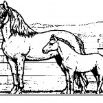 Coloring Pages of Horses Photo