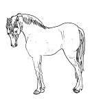 Picture of Coloring Pages of Horses