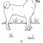 Photos of Dog Coloring Page Photos