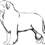 Photos of Dog Coloring Pages