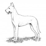 Photo of Dog Coloring Pages for Kids