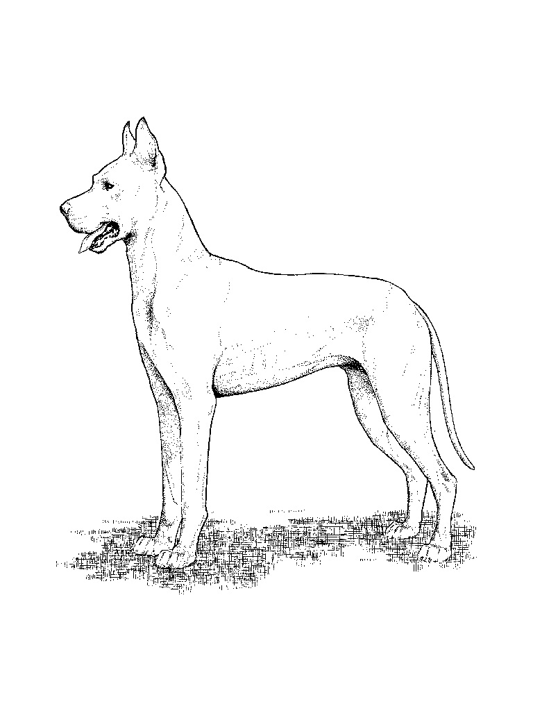 Dog Coloring Pages for Kids Photo – Animal Place