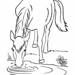 Drinking Water Horse Coloring Page Picture