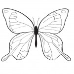 Free Butterfly Coloring Page for Kids Photo