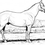 Image of Horse Coloring Pages