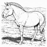 Picture of Horse Coloring Pages