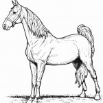 Horse Kitty Coloring Page Photo