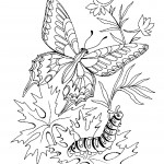 Image of Printable Butterfly Coloring Pages