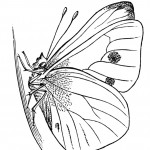 Photo of Printable Butterfly Coloring Pages