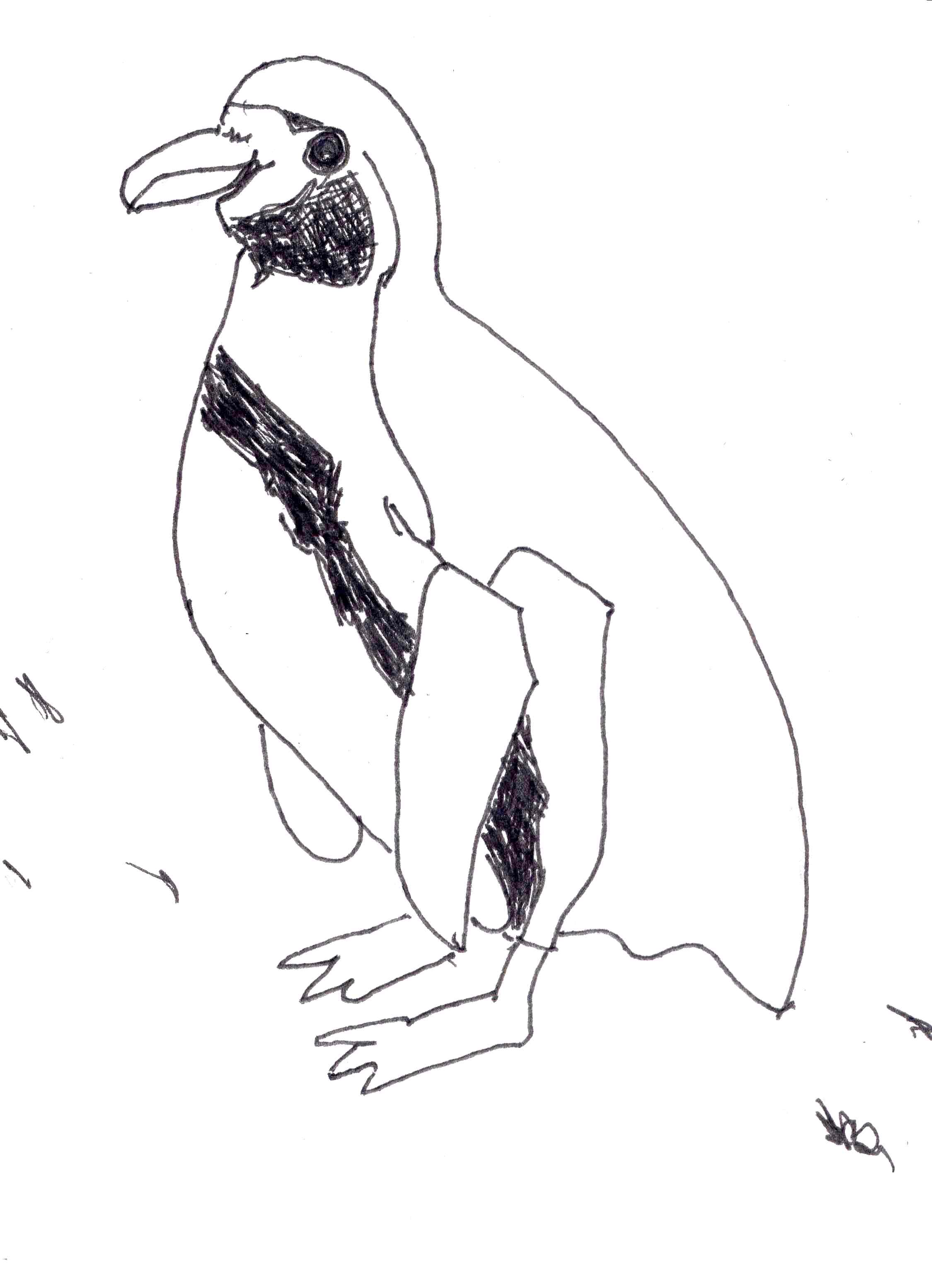 Free Printable Penguin Coloring Pages For Kids