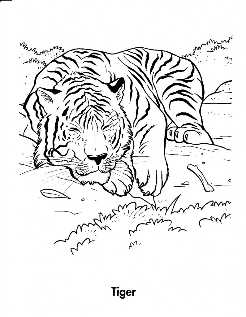 Tiger Coloring Pages for Kids Photos – Animal Place