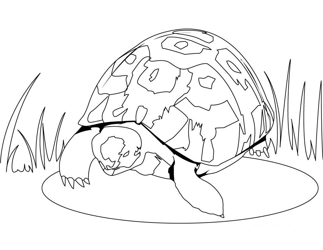 Turtle Coloring Pages for Kids Pictures – Animal Place