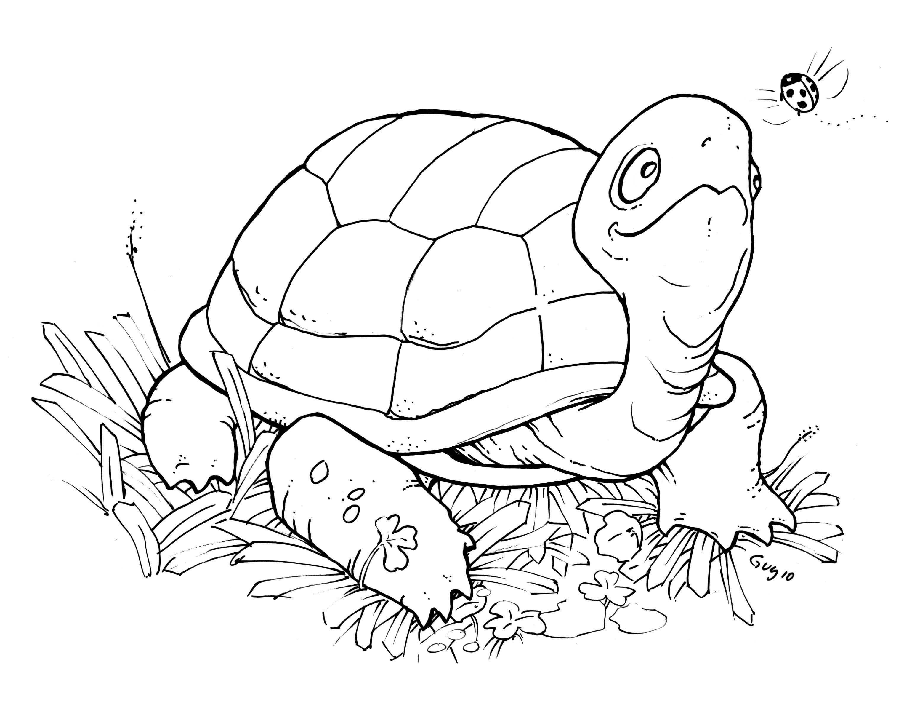 Printable Turtle Coloring Pages