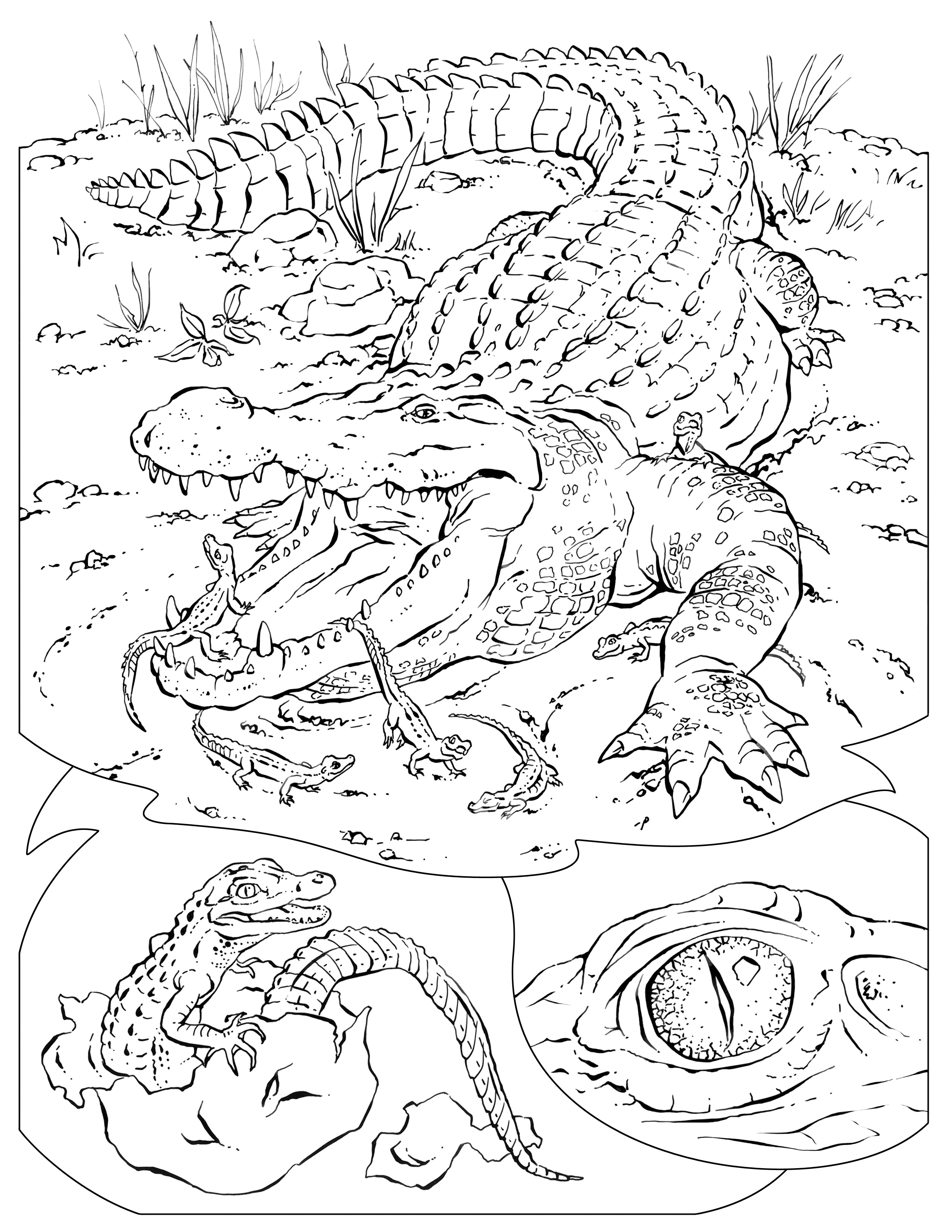 Realistic Alligator Coloring Page