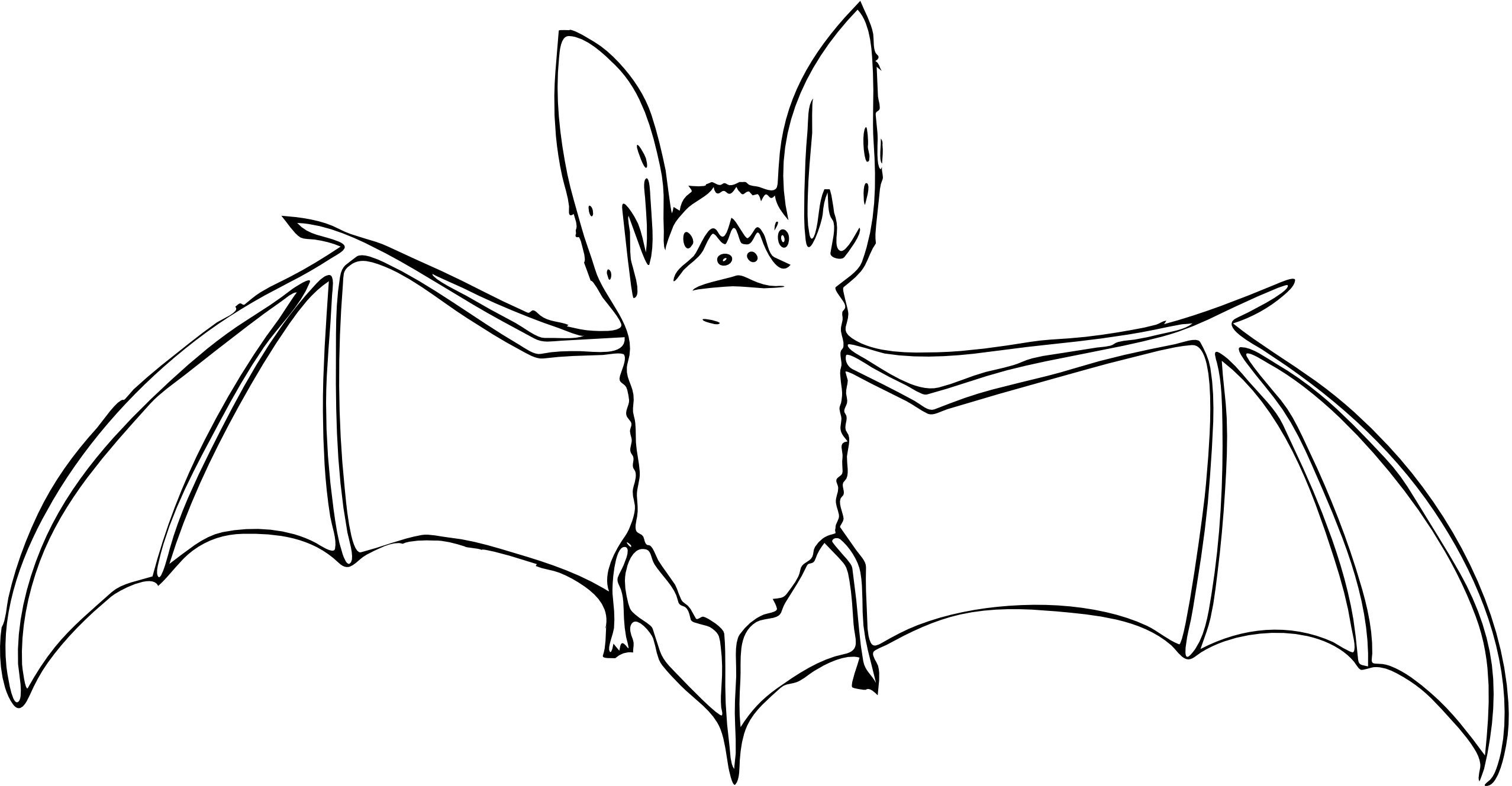 Download 249+ Mammals Bats Coloring Pages PNG PDF File