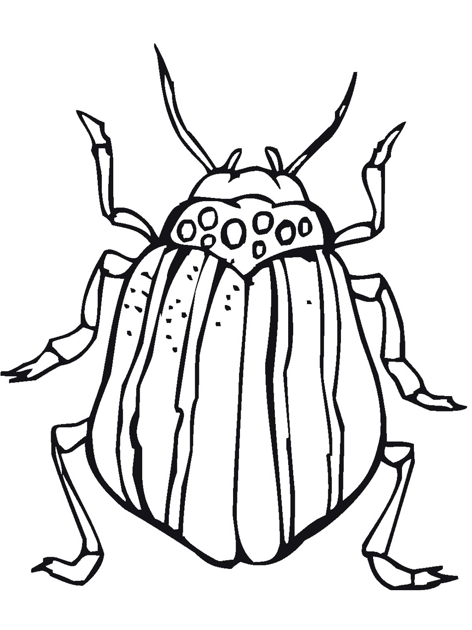 Bug Coloring Page Pictures Animal Place Bug Coloring Page Pictures Animal Place