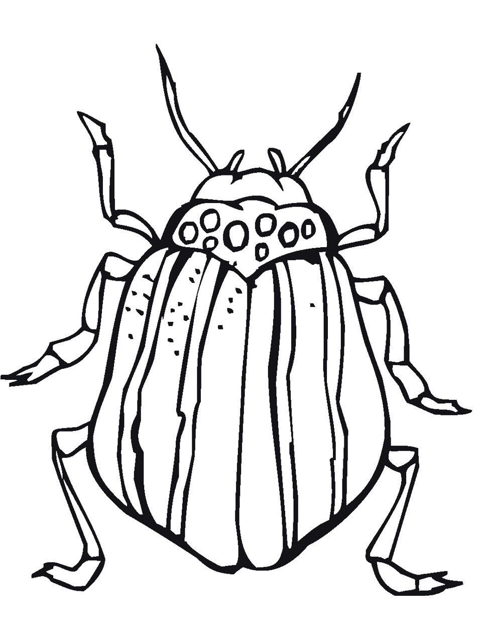 Bug Coloring Page Pictures Animal Place