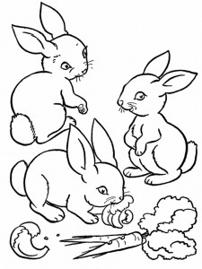 Bunny Rabbit Coloring Pages Image – Animal Place