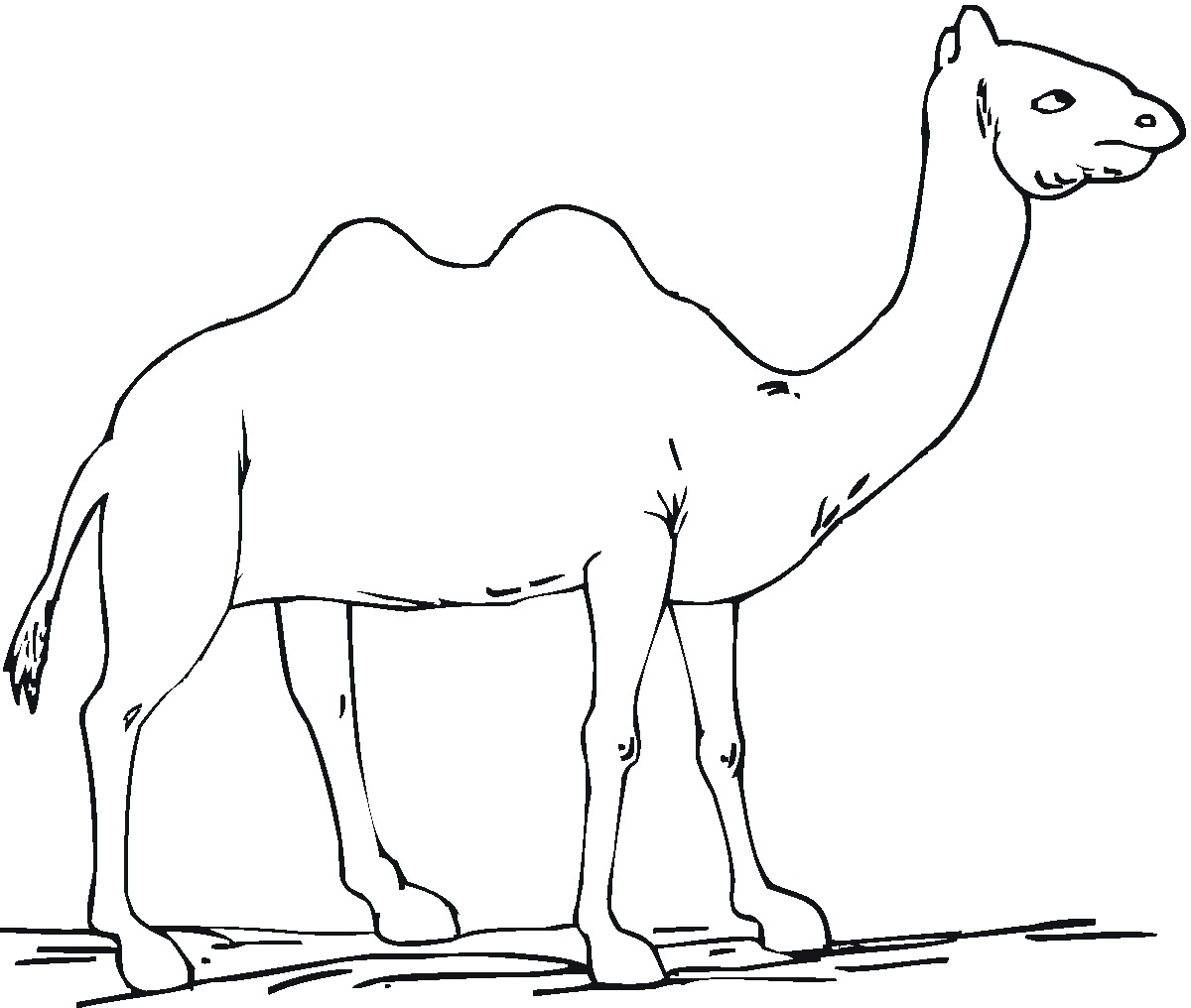 Download Free Printable Camel Coloring Pages For Kids | Animal Place