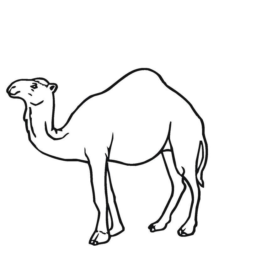 camel-coloring-pages-image-animal-place