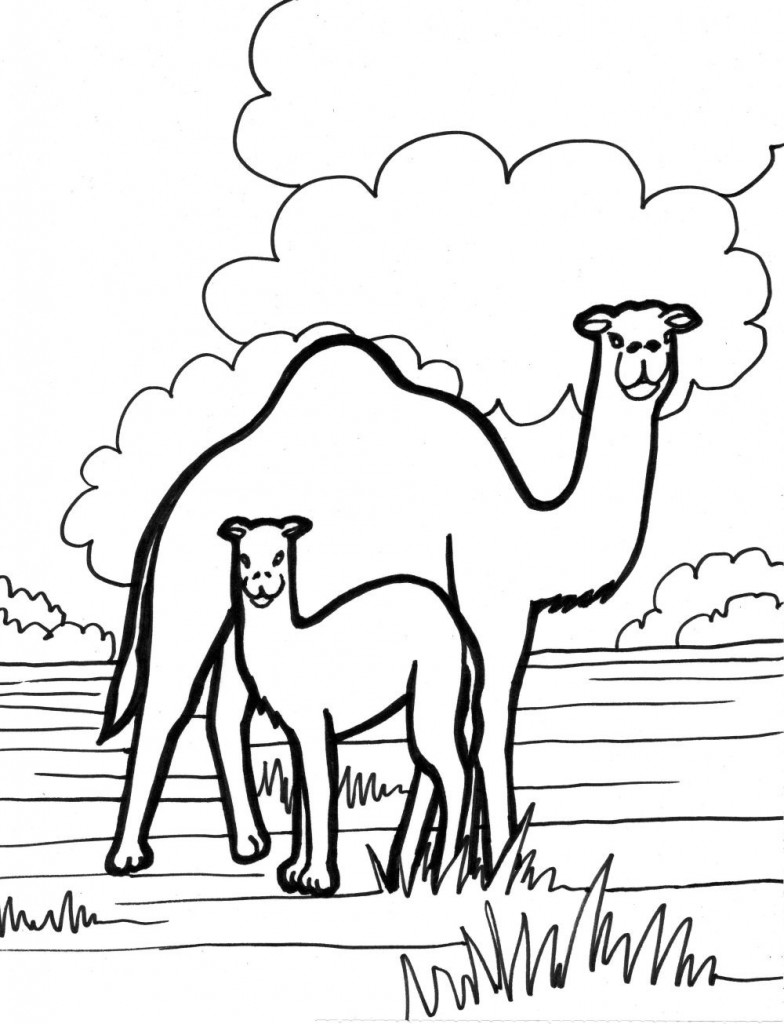 Camel Coloring Pages for Kids Images – Animal Place