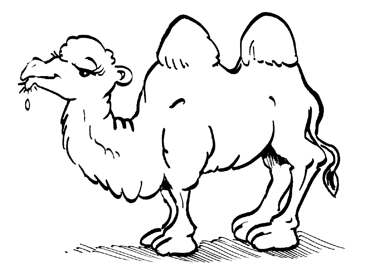 Download Free Printable Camel Coloring Pages For Kids | Animal Place