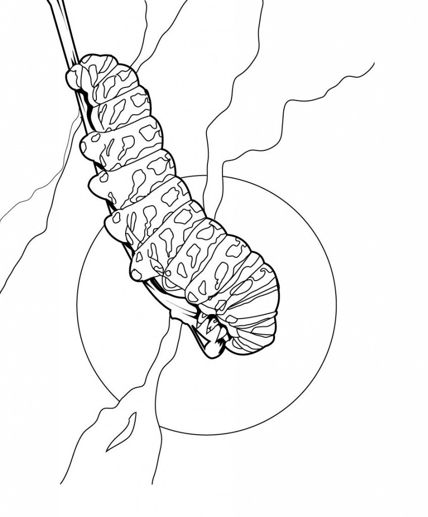 Caterpillar Coloring Pages Images – Animal Place