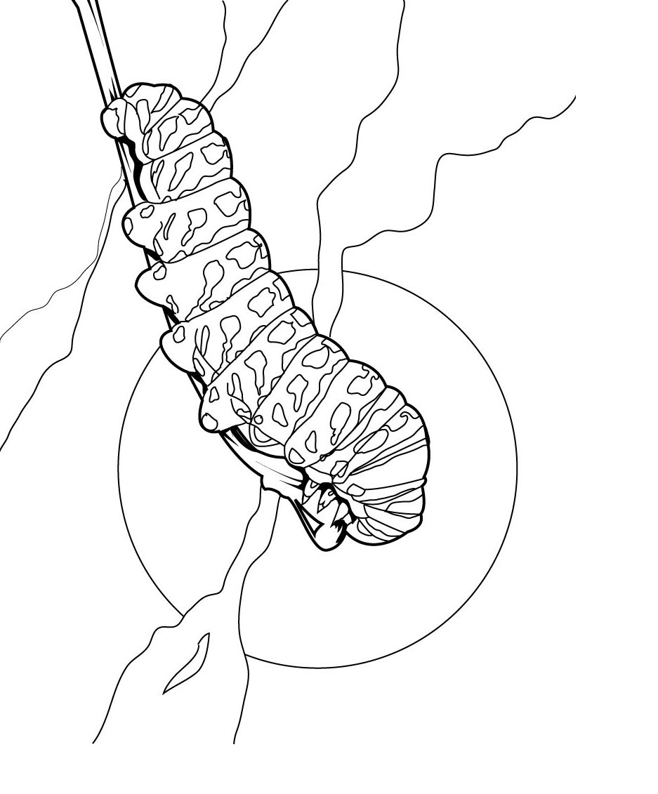 Free Printable Caterpillar Coloring Pages For Kids - Animal Place