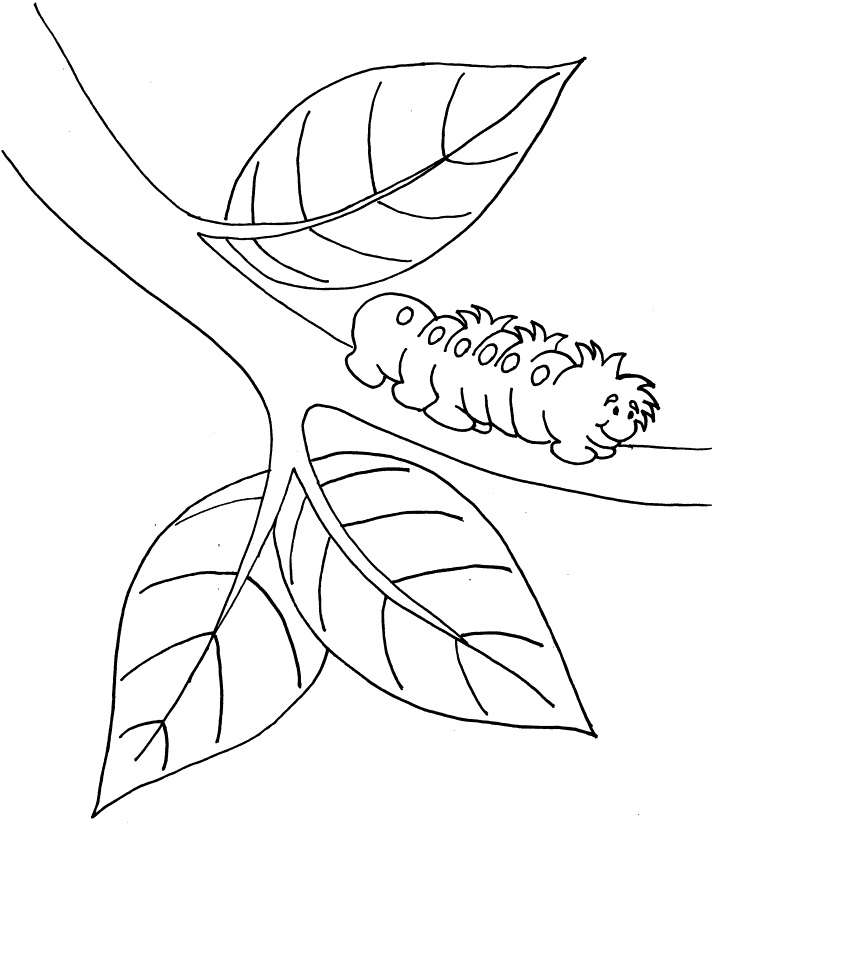 Free Printable Caterpillar Coloring Pages For Kids ...